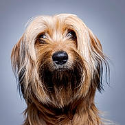Hobnob is registered to the contest to win money with this photo: dog, portrait, close_up, studio, brown_fur, black_fur, long_hair, pet, canine, looking_up, animal, muzzle, ears, whiskers, fur_texture, isolated_background, expression, domestic_animal, head_shot, companion