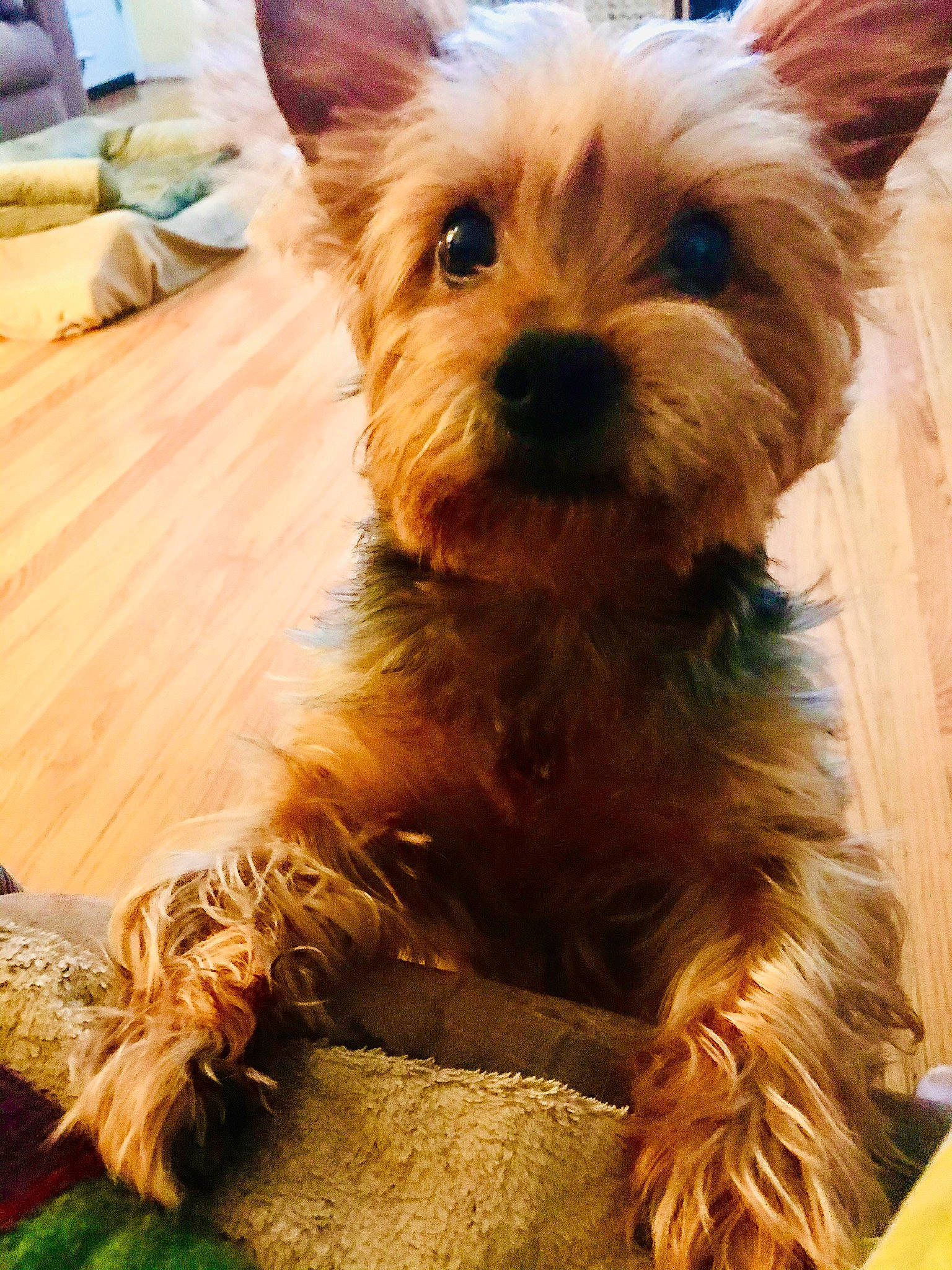 Gigi Girl joined the competition — help win amazing prizes! australian_terrier, biewer_terrier, canidae, carnivore, companion_dog, dog, dog_breed, fawn, fur, liver, small_terrier, snout, sporting_group, terrier, toy_dog, working_animal, yorkipoo