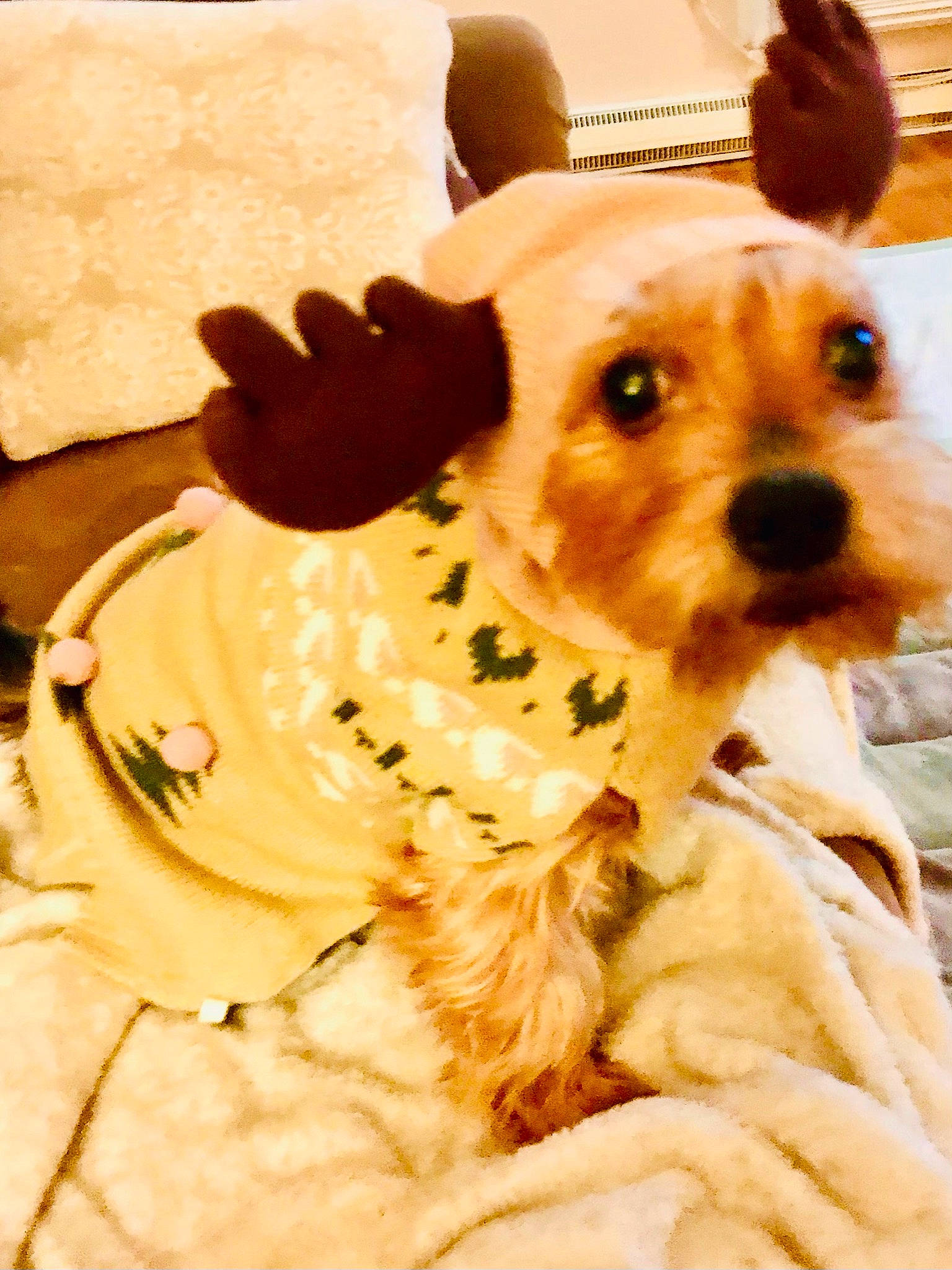 Gigi Girl is registered to the contest to win money with this photo: canidae, carnivore, collar, companion_dog, dog, dog_breed, dog_clothes, dog_collar, dog_supply, fawn, felidae, fur, pet_supply, snout, sporting_group, stuffed_toy, terrier, toy_dog, whiskers, working_animal
