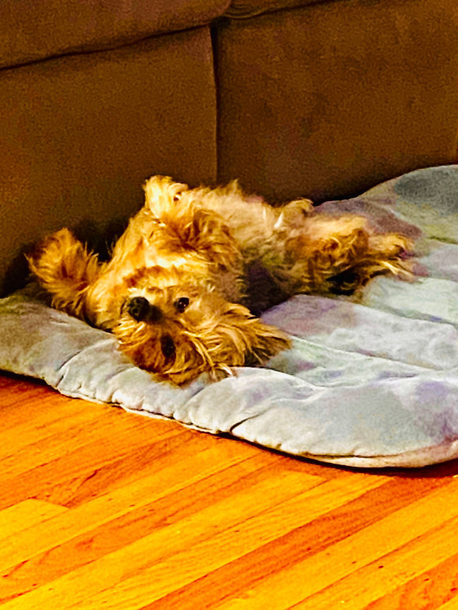 Gigi Girl joined the competition — help win amazing prizes! carnivore, comfort, companion_dog, dog, dog_breed, fawn, felidae, flooring, fur, hardwood, laminate_flooring, nap, paw, room, small_to_medium_sized_cats, terrestrial_animal, toy_dog, whiskers, wood, wood_flooring