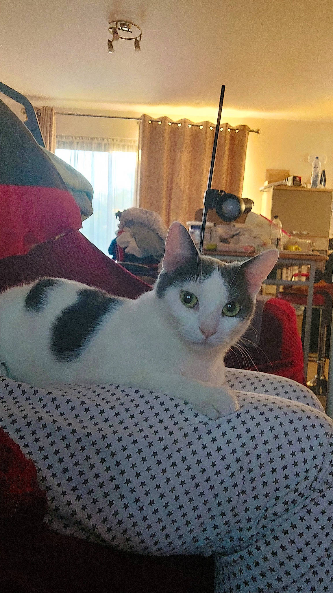 Zazie participe au concours pour gagner de l'argent avec cette photo : bed, bedding, carnivore, cat, comfort, domestic_short_haired_cat, felidae, flooring, fur, lamp, linens, musical_instrument, pattern, paw, room, small_to_medium_sized_cats, tail, whiskers, wood