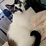 cat, pet, indoor, bed, quilt, feline, blue_eyes, white_fur, black_markings, sitting, curious, household, cozy, bedspread, furniture, domestic, animal, mammal, portrait, cute