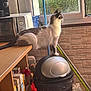 Guizmo a rejoint le concours — aidez-le/la à gagner de superbes lots ! cat, kitchen, window, trash_bin, microwave, counter, cereal_boxes, cleaning_tools, curious, perched, indoor, daylight, feline, looking_out, plants, greenery, appliance, food_storage, domestic, household