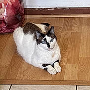 Guizmo participe au concours pour gagner de l'argent avec cette photo : cat, blue_eyes, black_markings, white_fur, wooden_floor, tiled_floor, indoor, resting, pet, animal, feline, ears, paws, close_up, floor_transition, bag, home_interior, quiet, calm, looking