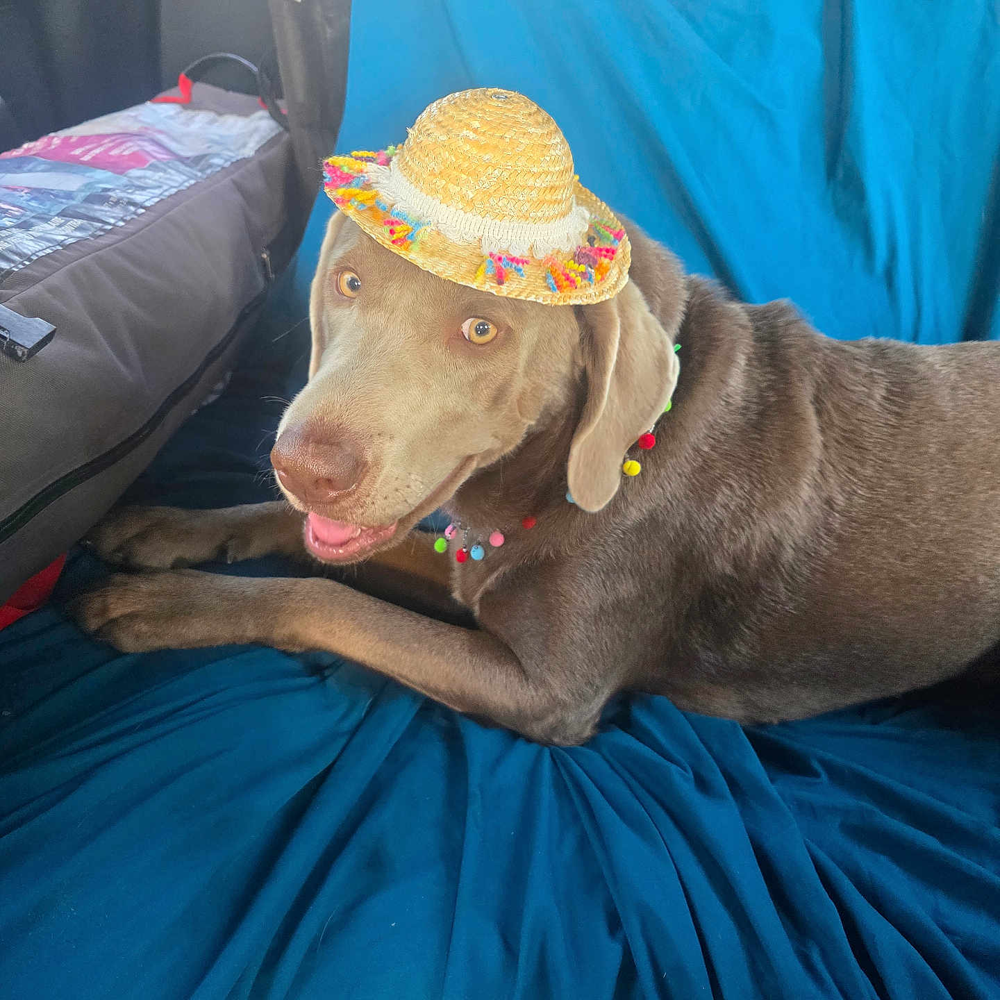 Roxie is registered to the contest to win money with this photo: blue_fabric, brown_fur, canine, collar, colorful, cute, dog, domestic_animal, ears, happy, hat, indoor, laying_down, looking_at_camera, pet, playful, pom_pom_necklace, snout, tongue, woven_hat