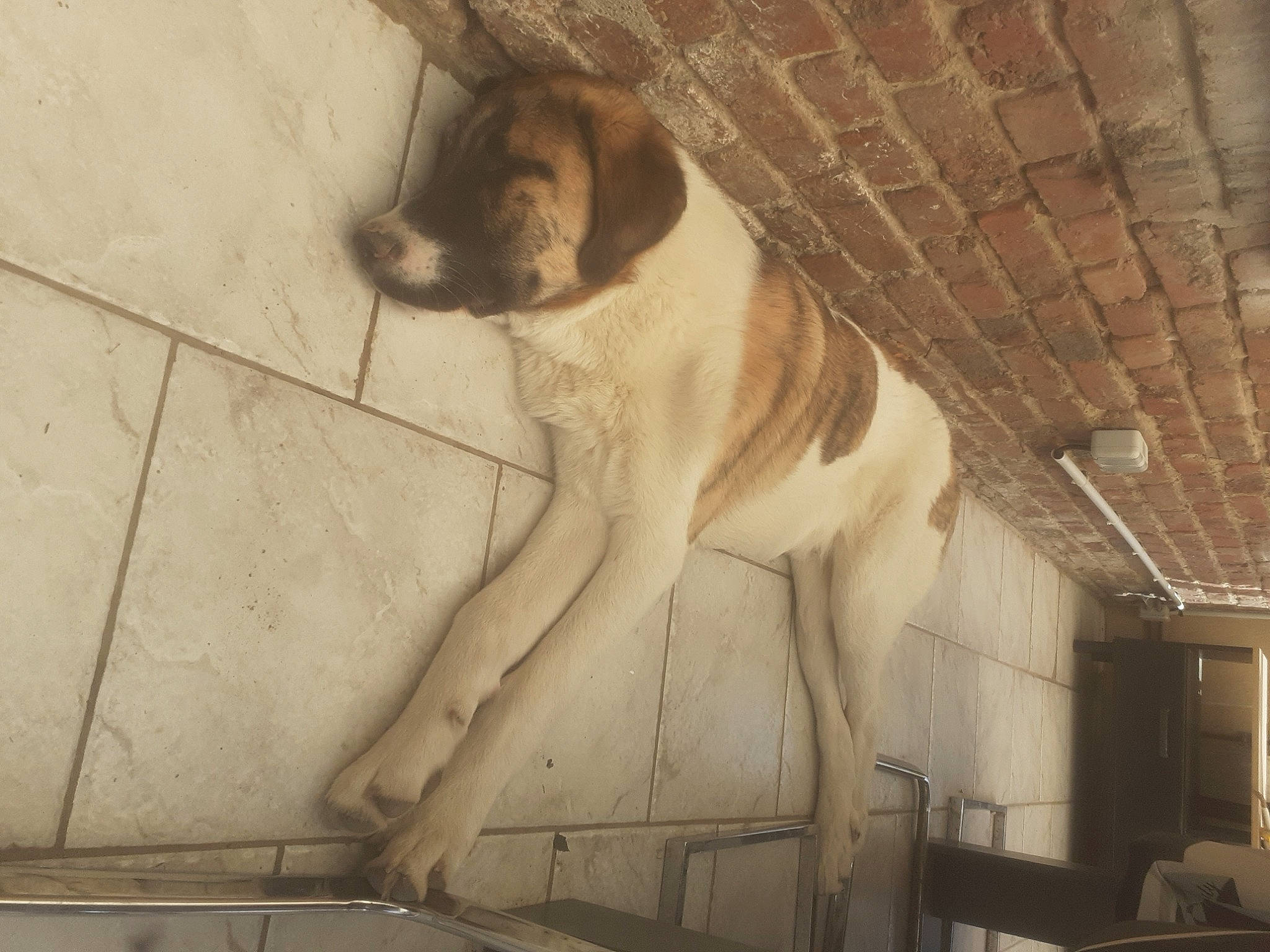 Syruis participe au concours pour gagner de l'argent avec cette photo : art, brick, brickwork, canidae, carnivore, dog, dog_breed, domestic_short_haired_cat, fawn, felidae, fur, small_to_medium_sized_cats, snout, sporting_group, tail, tints_and_shades, visual_arts, whiskers, wood, working_animal