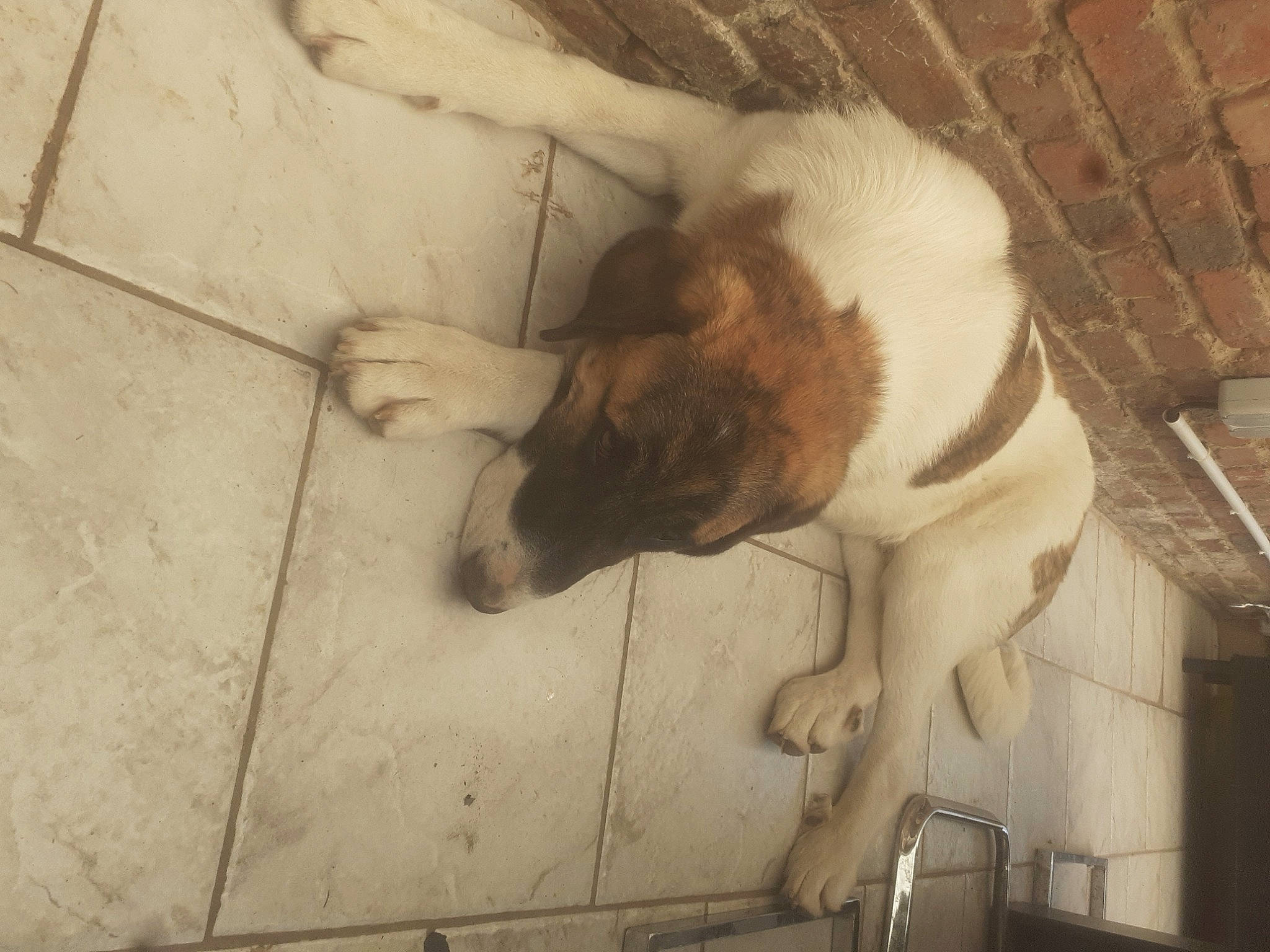 Syruis participe au concours pour gagner de l'argent avec cette photo : brickwork, carnivore, companion_dog, dog, dog_breed, fawn, felidae, flooring, fur, hardwood, paw, puppy, small_to_medium_sized_cats, snout, street_dog, tail, terrestrial_animal, whiskers, wood, working_animal