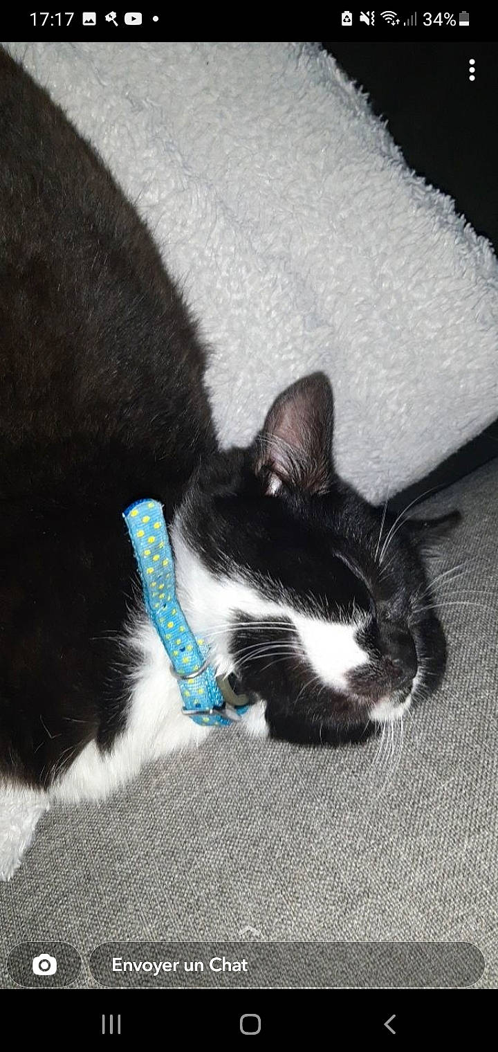 Arthur a rejoint le concours — aidez-le/la à gagner de superbes lots ! carnivore, cat, claw, comfort, dog_breed, domestic_short_haired_cat, electric_blue, felidae, foot, fur, grass, human_leg, leg, monochrome_photography, paw, small_to_medium_sized_cats, snout, tail, whiskers