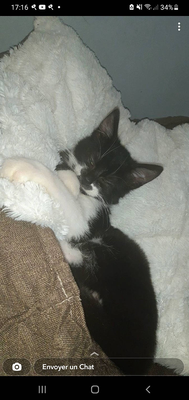 Arthur a rejoint le concours — aidez-le/la à gagner de superbes lots ! canidae, carnivore, cat, claw, comfort, dog_breed, domestic_short_haired_cat, felidae, fur, nap, paw, room, small_to_medium_sized_cats, sporting_group, tail, whiskers