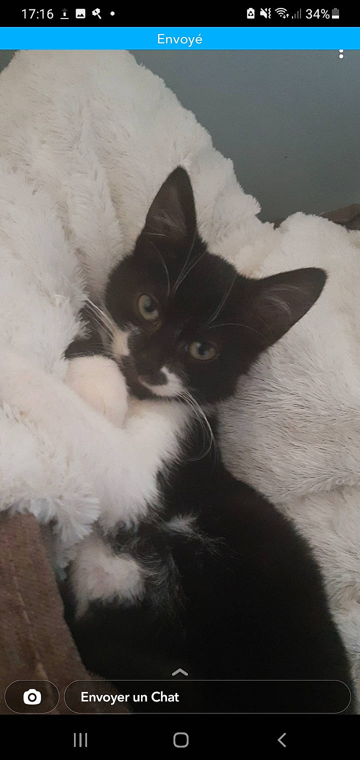 Arthur participe au concours pour gagner de l'argent avec cette photo : carnivore, cat, comfort, domestic_short_haired_cat, ear, eye, felidae, fur, monochrome, monochrome_photography, paw, sitting, small_to_medium_sized_cats, snout, tail, whiskers, window