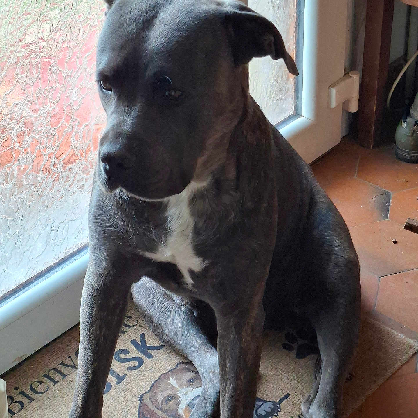 Trevise a rejoint le concours — aidez-le/la à gagner de superbes lots ! animal, brown_floor, calm, canine, closeup, dog, domestic, door, fur, glass, home, indoor, paw, pet, quiet, resting, sitting, welcome_mat, white_patch, window