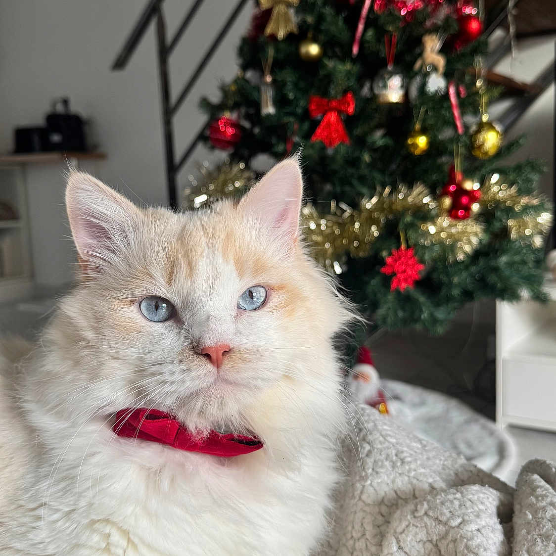 Vaïky a rejoint le concours — aidez-le/la à gagner de superbes lots ! blanket, blue_eyes, cat, christmas_tree, close_up, cozy, cute, decorations, festive, fluffy, furniture, holiday, home, indoor, ornaments, pet, red_bow_tie, relaxed, stairs, white_fur