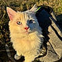 cat, white_cat, blue_eyes, fluffy, outdoor, sunlight, field, grass, bag, pet, animal, nature, cute, feline, closeup, portrait, daylight, whiskers, ears, curious
