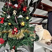 Vaïky a rejoint le concours — aidez-le/la à gagner de superbes lots ! cat, christmas_tree, ornaments, tinsel, santa_figurine, holiday_decorations, indoor, shelf, wooden_stairs, string_lights, white_fur, blue_eyes, festive, decor, floor_tiles, gift_box, red_bow, holiday_season, houseplant, cozy
