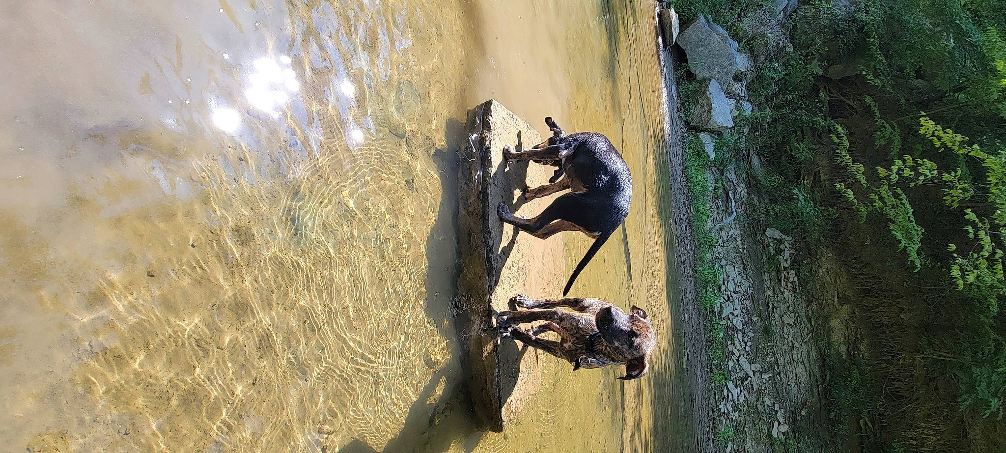 Camo is registered to the contest to win money with this photo: adventure, cycling, extreme_sport, fun, grass, landscape, leisure, plant, recreation, sculpture, shadow, soil, sport_climbing, stallion, tire, tree, vehicle, water, wheel, wood