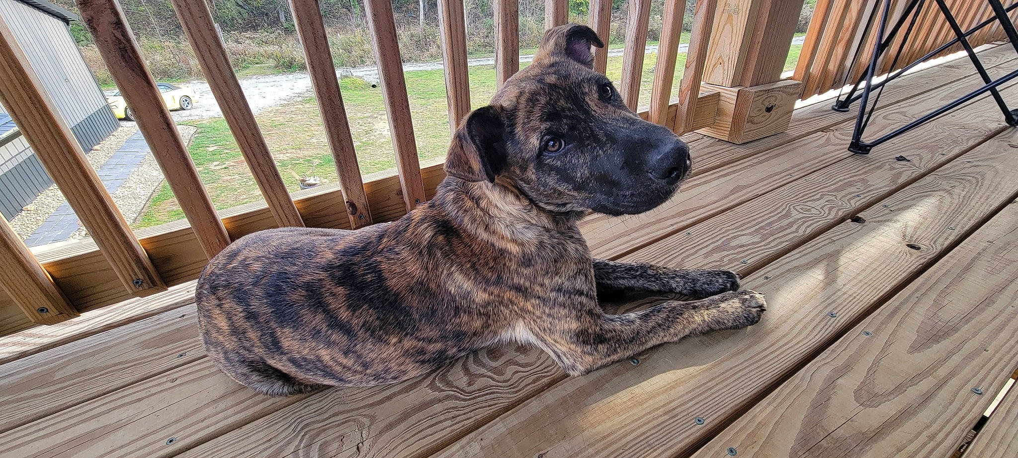 Camo joined the competition — help win amazing prizes! carnivore, collar, companion_dog, dog, dog_breed, dog_collar, fawn, fence, fur, guard_dog, hardwood, home_fencing, pet_supply, sporting_group, tail, terrestrial_animal, treeing_tennessee_brindle, wood, working_animal, working_dog