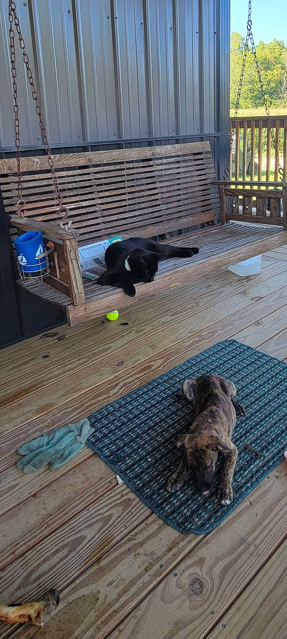 Camo joined the competition — help win amazing prizes! carnivore, comfort, companion_dog, deck, dog, dog_breed, felidae, floor, flooring, grass, grey, hardwood, mammal, outdoor_furniture, porch, sporting_group, tail, vertebrate, wood, wood_flooring