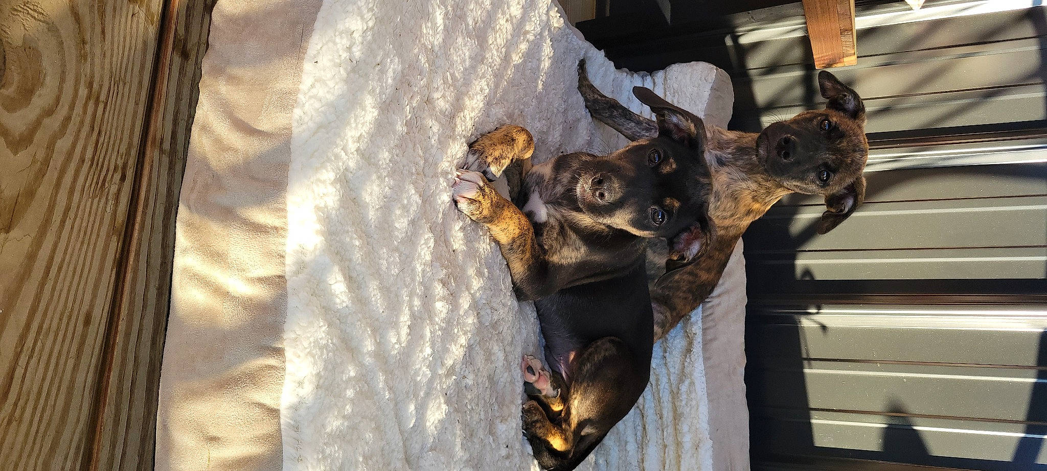 Yogi joined the competition — help win amazing prizes! art, bone, bronze, canidae, dog_breed, fawn, fur, guard_dog, horn, metal, shadow, snout, sporting_group, terrestrial_animal, tree, trunk, wildlife, wing, wood, working_animal