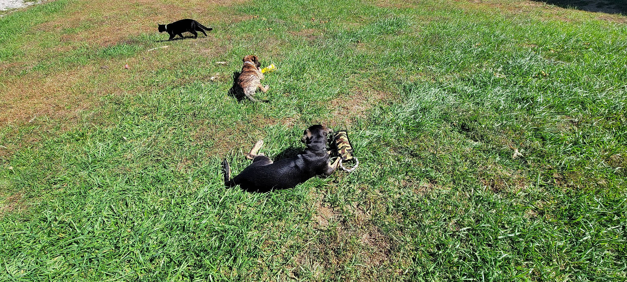 Yogi joined the competition — help win amazing prizes! canidae, carnivore, companion_dog, dog, dog_breed, garden, grass, grass_family, grassland, groundcover, lawn, pasture, plant, shrub, soil, sporting_group, tail, terrestrial_animal, working_animal, yard