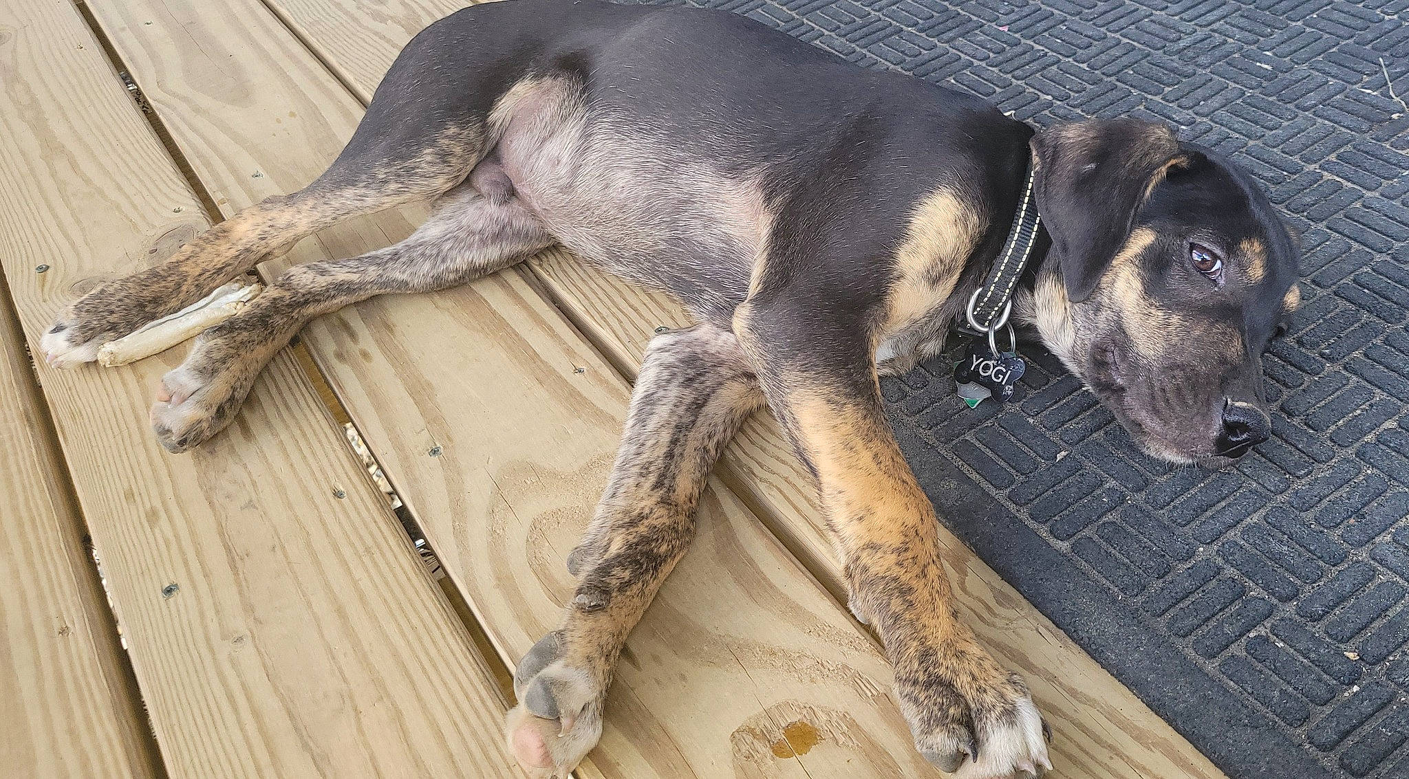 Yogi is registered to the contest to win money with this photo: bored, canidae, carnivore, claw, comfort, companion_dog, dog, dog_breed, fawn, fur, hardwood, hunting_dog, paw, snout, sporting_group, tail, terrestrial_animal, wood, working_animal, working_dog