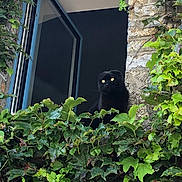 Ness participe au concours pour gagner de l'argent avec cette photo : black_cat, cat, ivy, green_leaves, window, stone_wall, open_window, plant, foliage, nature, outdoor, pet, animal, curious, garden, daylight, scenery, architecture, mystery, wildlife