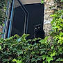black_cat, cat, ivy, green_leaves, window, stone_wall, open_window, plant, foliage, nature, outdoor, pet, animal, curious, garden, daylight, scenery, architecture, mystery, wildlife
