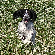 Basko a rejoint le concours — aidez-le/la à gagner de superbes lots ! dog, pet, animal, black_and_white, sitting, outdoor, meadow, wildflowers, white_flowers, grass, nature, portrait, floppy_ears, open_mouth, happy, playful, long_hair, spaniel, centered_subject, daylight