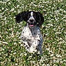 dog, pet, animal, black_and_white, sitting, outdoor, meadow, wildflowers, white_flowers, grass, nature, portrait, floppy_ears, open_mouth, happy, playful, long_hair, spaniel, centered_subject, daylight