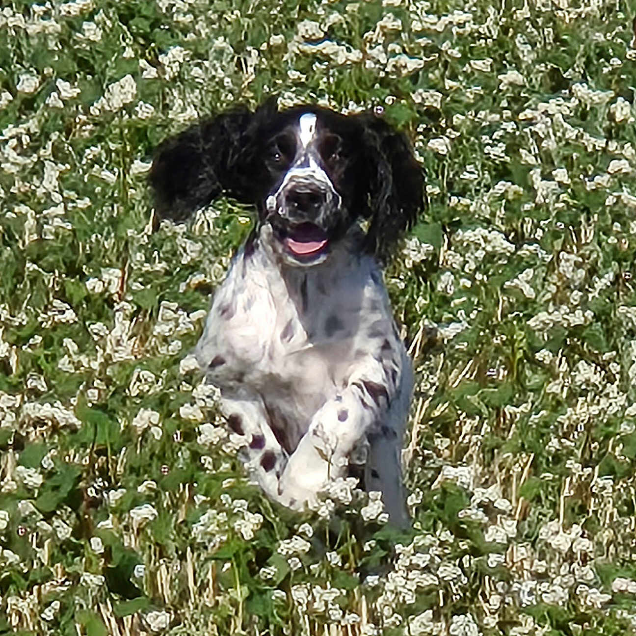 Basko a rejoint le concours — aidez-le/la à gagner de superbes lots ! dog, pet, animal, black_and_white, sitting, outdoor, meadow, wildflowers, white_flowers, grass, nature, portrait, floppy_ears, open_mouth, happy, playful, long_hair, spaniel, centered_subject, daylight