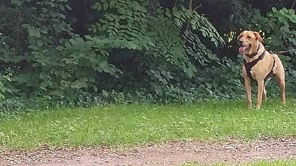 Joker a rejoint le concours — aidez-le/la à gagner de superbes lots ! canidae, carnivore, companion_dog, dog, dog_breed, dog_supply, fawn, grass, groundcover, gun_dog, landscape, liver, plant, soil, sporting_group, tail, terrestrial_animal, tree, wood, working_dog