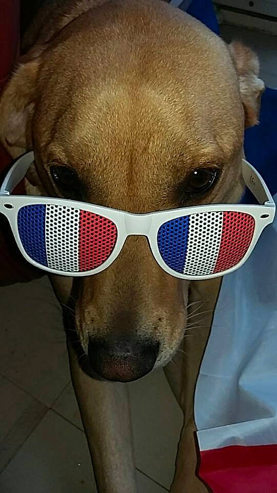 Joker a rejoint le concours — aidez-le/la à gagner de superbes lots ! carnivore, chair, collar, companion_dog, dog, dog_breed, ear, eye, eyewear, fawn, glasses, goggles, grey, hat, head, snout, sunglasses, vision_care, watch, whiskers