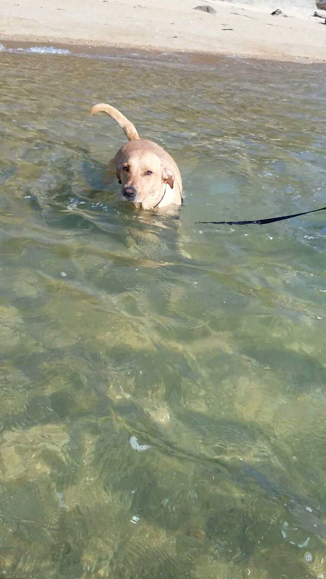 Joker participe au concours pour gagner de l'argent avec cette photo : body_of_water, canidae, carnivore, dog, dog_breed, fawn, fluid, lake, liquid, marine_mammal, ocean, seabird, snout, sporting_group, tail, terrestrial_animal, toy, water, wood, working_animal