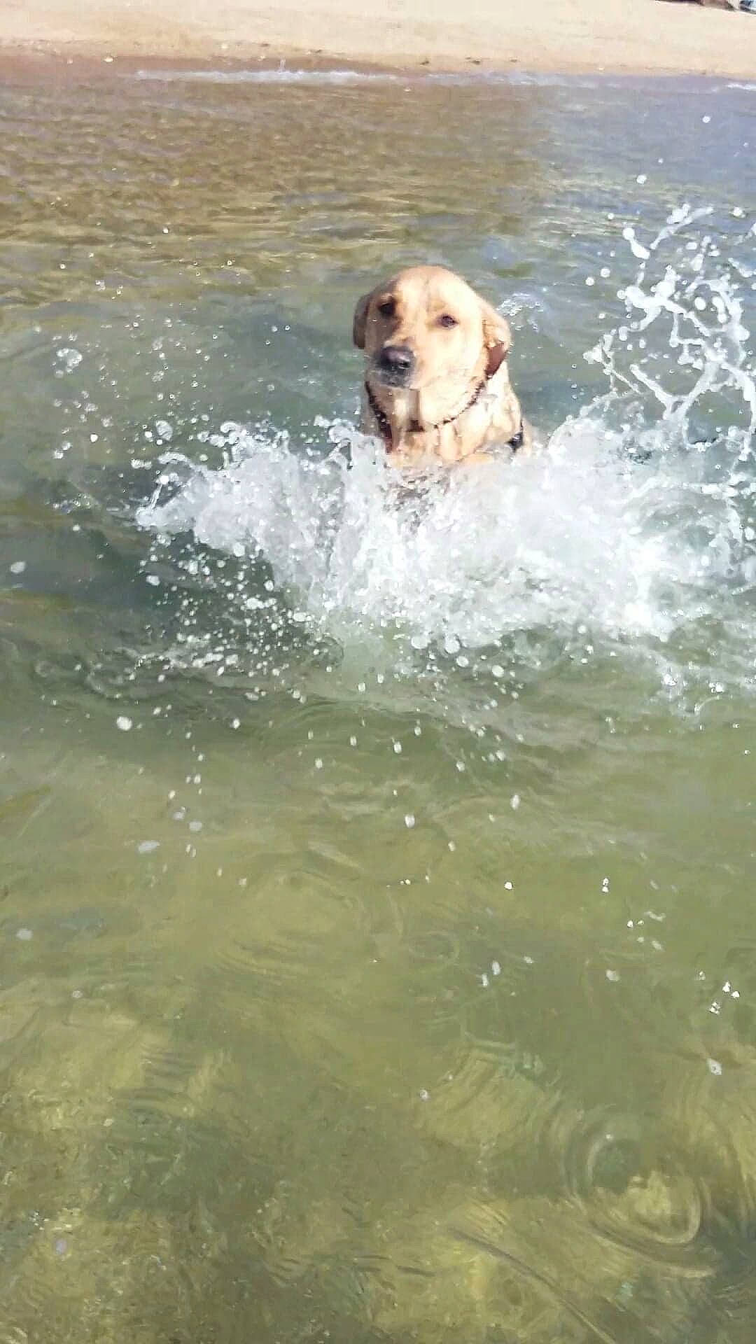 Joker a rejoint le concours — aidez-le/la à gagner de superbes lots ! ball, canidae, carnivore, companion_dog, dog, dog_breed, fawn, fun, gun_dog, lake, leisure, ocean, pointing_breed, retriever, snout, sporting_group, water, wave, wind_wave, working_animal