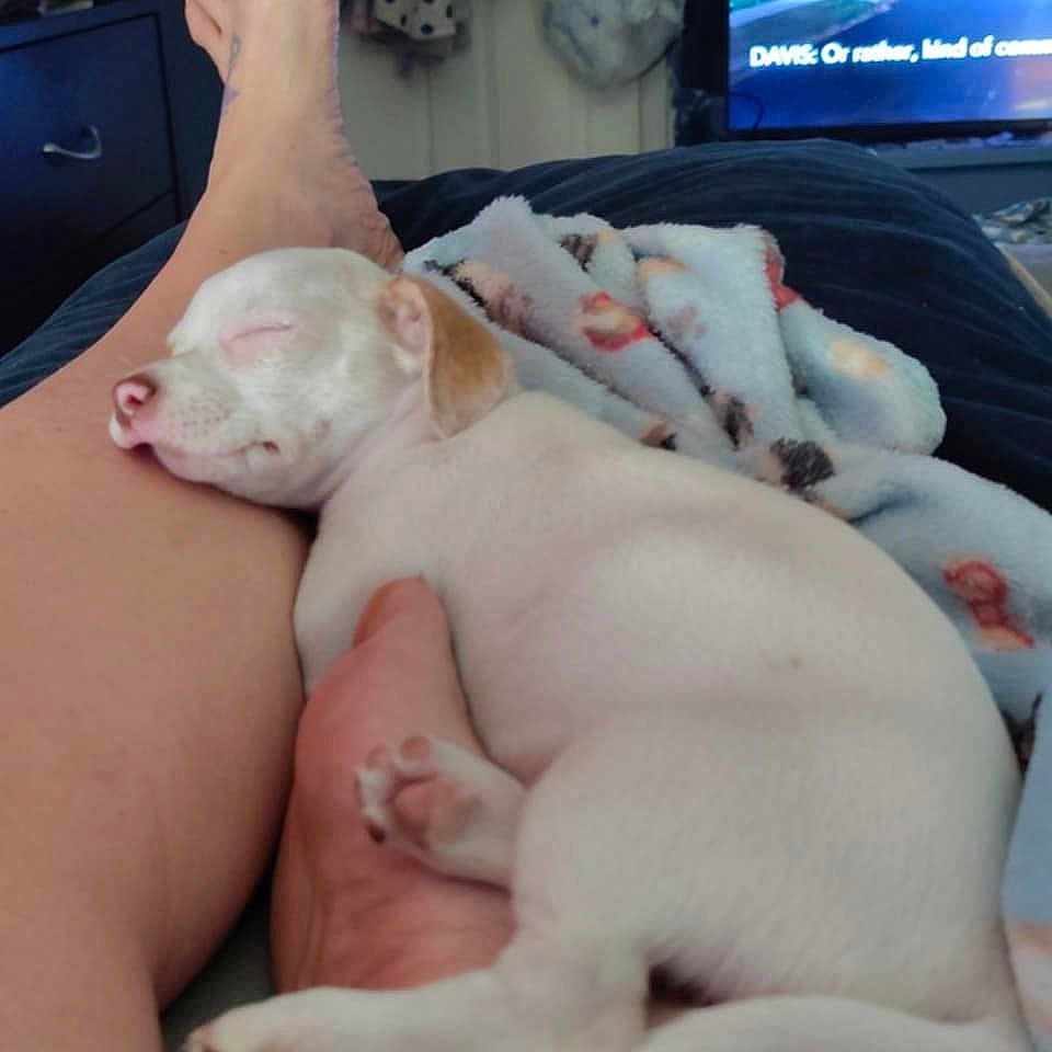 Tator Tot joined the competition — help win amazing prizes! animal, canine, computerhardware, couch, dog, electronics, face, furniture, hardware, head, monitor, person, pet, photography, portrait, puppy, rat, rodent, screen, tv