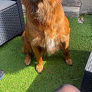 Jasmine a rejoint le concours — aidez-le/la à gagner de superbes lots ! dog, brown_dog, outdoor, grass, wicker_chair, furniture, pet, sitting, animal, snout, fur, shadow, leg, wall, sunlight, green, black_nose, looking_up, daylight, casual