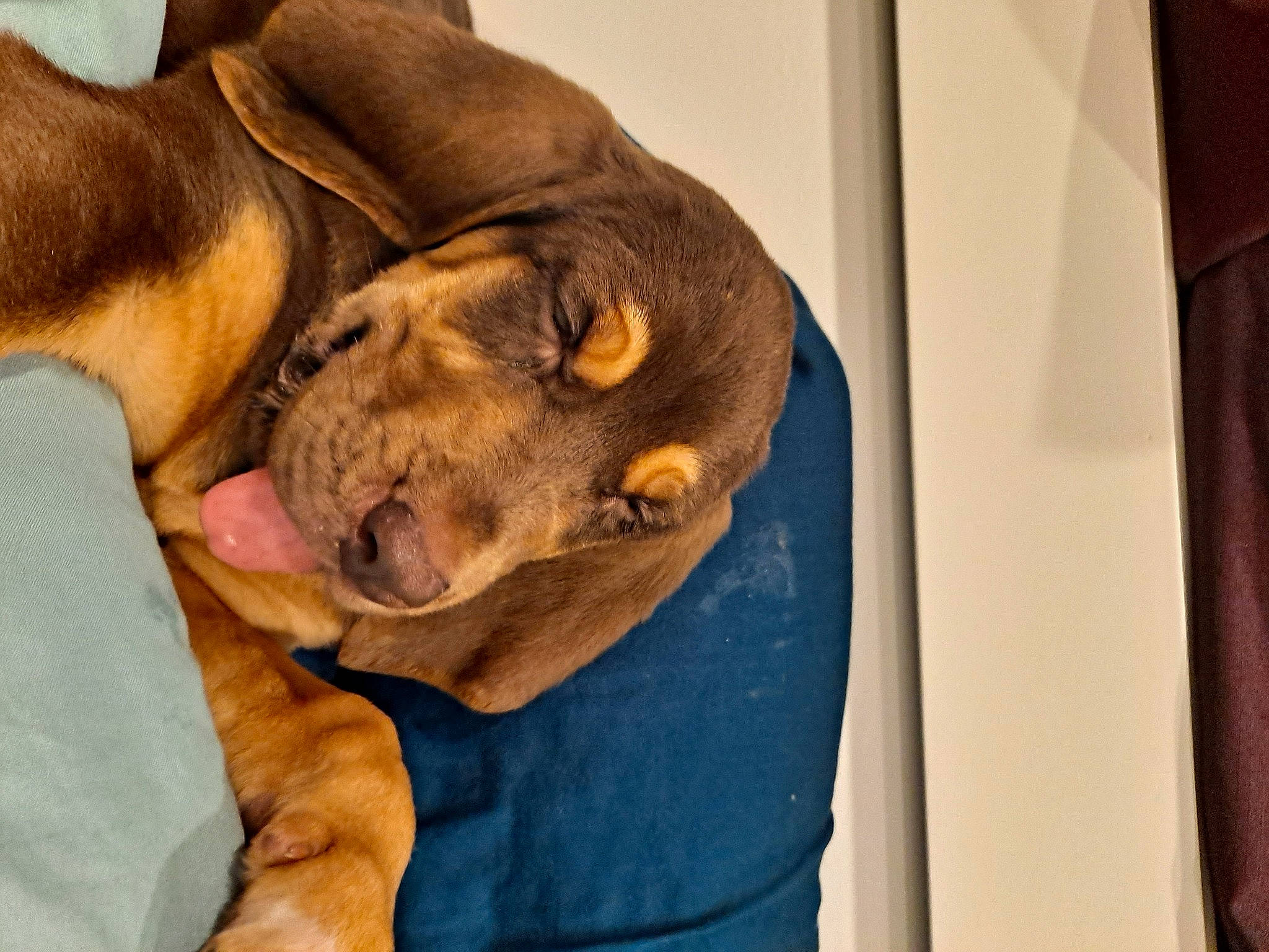 Bailee joined the competition — help win amazing prizes! canidae, carnivore, comfort, companion_dog, dog, dog_breed, dog_supply, ear, fawn, fur, guard_dog, hardwood, linens, liver, snout, sporting_group, whiskers, wood, working_animal, wrinkle