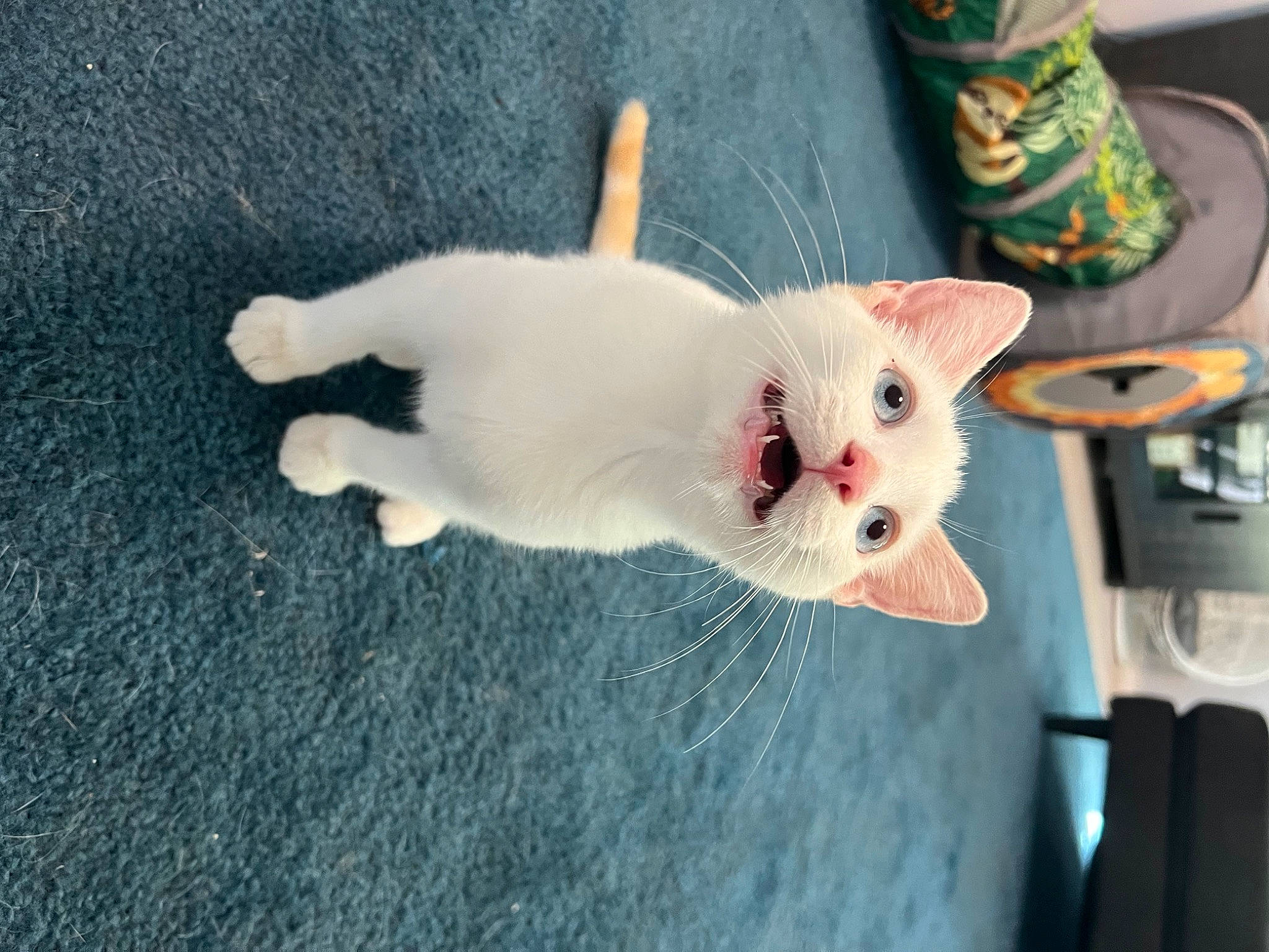 Ricotta joined the competition — help win amazing prizes! canidae, carnivore, cat, claw, domestic_short_haired_cat, fawn, felidae, foot, fur, musical_instrument, nail, paw, small_to_medium_sized_cats, snout, stuffed_toy, tail, whiskers
