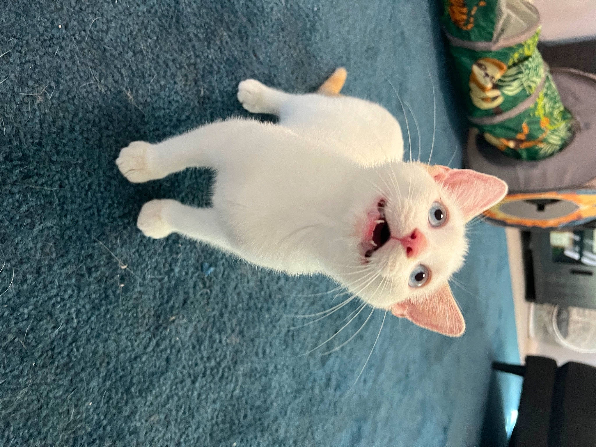 Ricotta is registered to the contest to win money with this photo: carnivore, cat, claw, comfort, companion_dog, dog_breed, domestic_short_haired_cat, fawn, felidae, foot, fur, linens, nail, pattern, paw, small_to_medium_sized_cats, snout, tail, whiskers