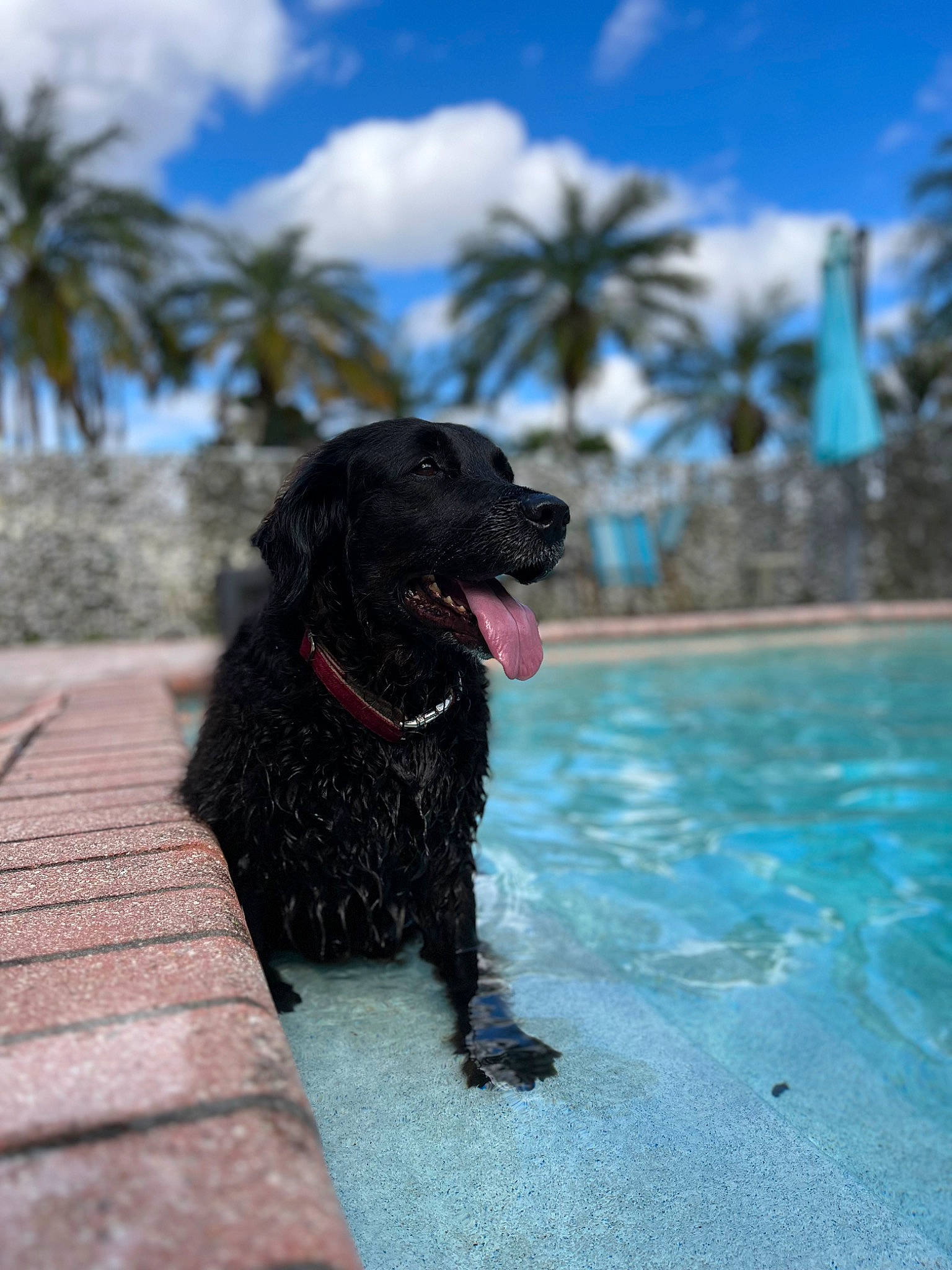 Riley joined the competition — help win amazing prizes! borador, canidae, carnivore, cloud, collar, companion_dog, dog, dog_breed, dog_collar, gun_dog, leisure, palm_tree, plant, retriever, sky, snout, sporting_group, swimming_pool, tree, water