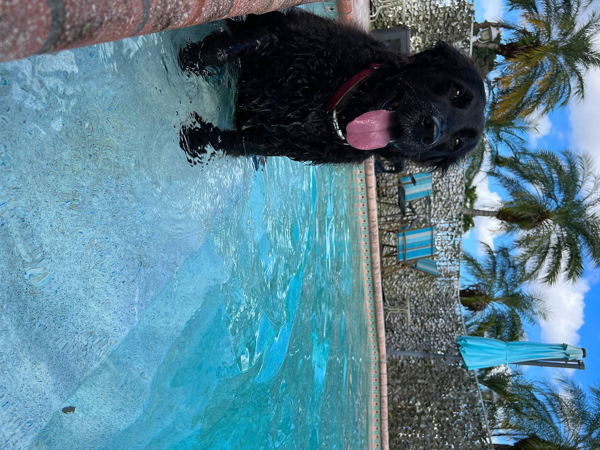 Riley joined the competition — help win amazing prizes! arecales, azure, blue, concrete, freezing, fun, leisure, leisure_centre, palm_tree, plant, recreation, sky, swimming_pool, tree, tropics, water, water_feature