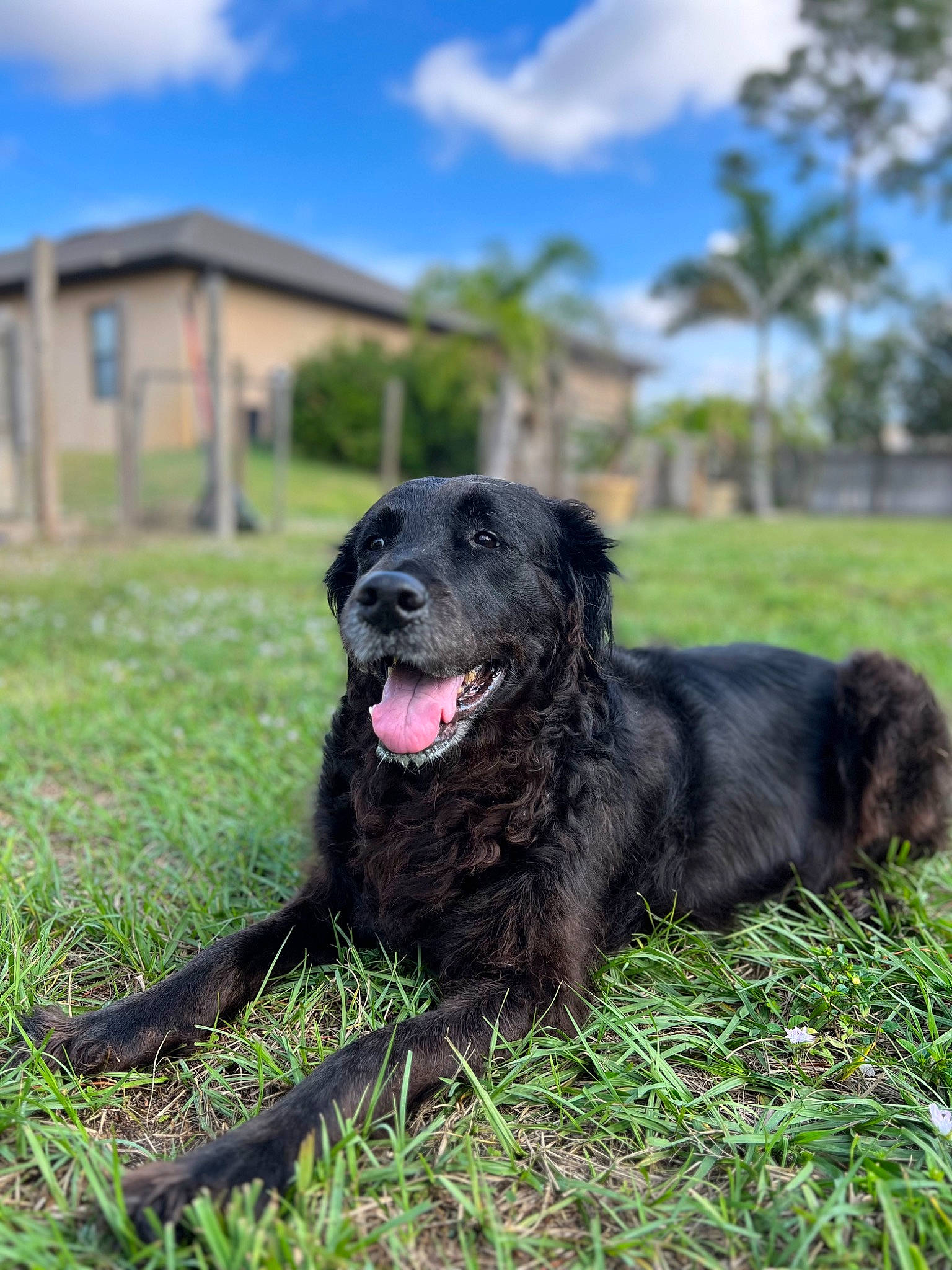 Riley joined the competition — help win amazing prizes! borador, canidae, carnivore, cloud, collar, companion_dog, dog, dog_breed, event, grass, grassland, gun_dog, palm_tree, plant, sky, snout, sporting_group, tree, working_dog