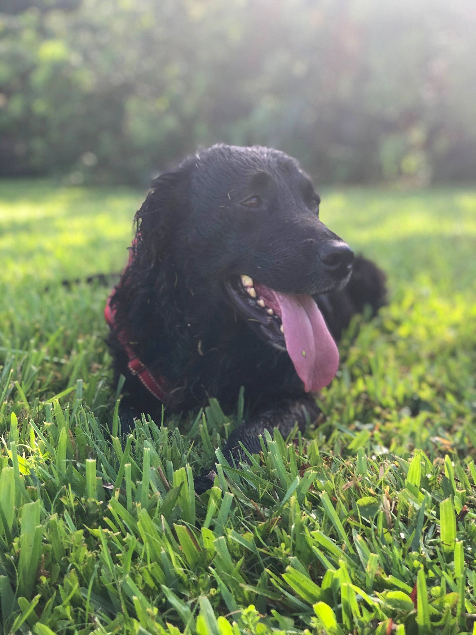 Riley joined the competition — help win amazing prizes! borador, canidae, carnivore, companion_dog, dog, dog_breed, grass, grassland, guard_dog, gun_dog, herbaceous_plant, hunting_dog, plant, retriever, snout, sporting_group, terrestrial_animal, working_animal, working_dog