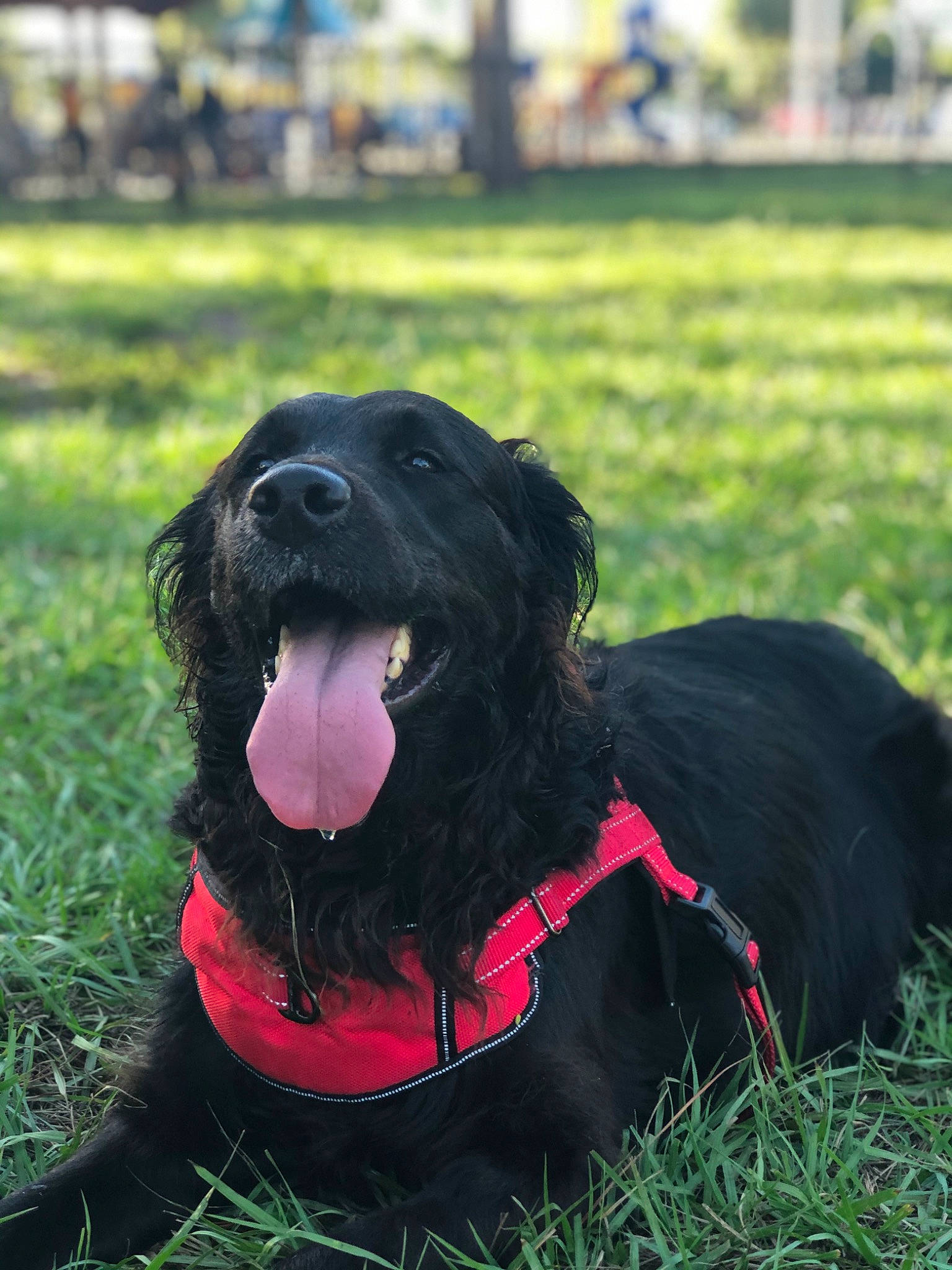 Riley is registered to the contest to win money with this photo: carnivore, collar, companion_dog, dog, dog_breed, dog_collar, dog_sports, dog_supply, fang, grass, grassland, guard_dog, gun_dog, happy, pet_supply, retriever, sporting_group, terrestrial_animal, working_animal, working_dog