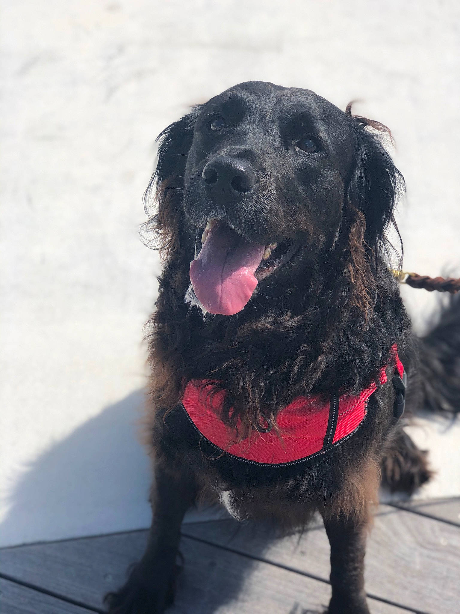 Riley joined the competition — help win amazing prizes! borador, canidae, carnivore, collar, companion_dog, dog, dog_breed, dog_collar, fur, gaddi_kutta, guard_dog, gun_dog, hunting_dog, leash, liver, snout, spaniel, sporting_group, working_animal, working_dog