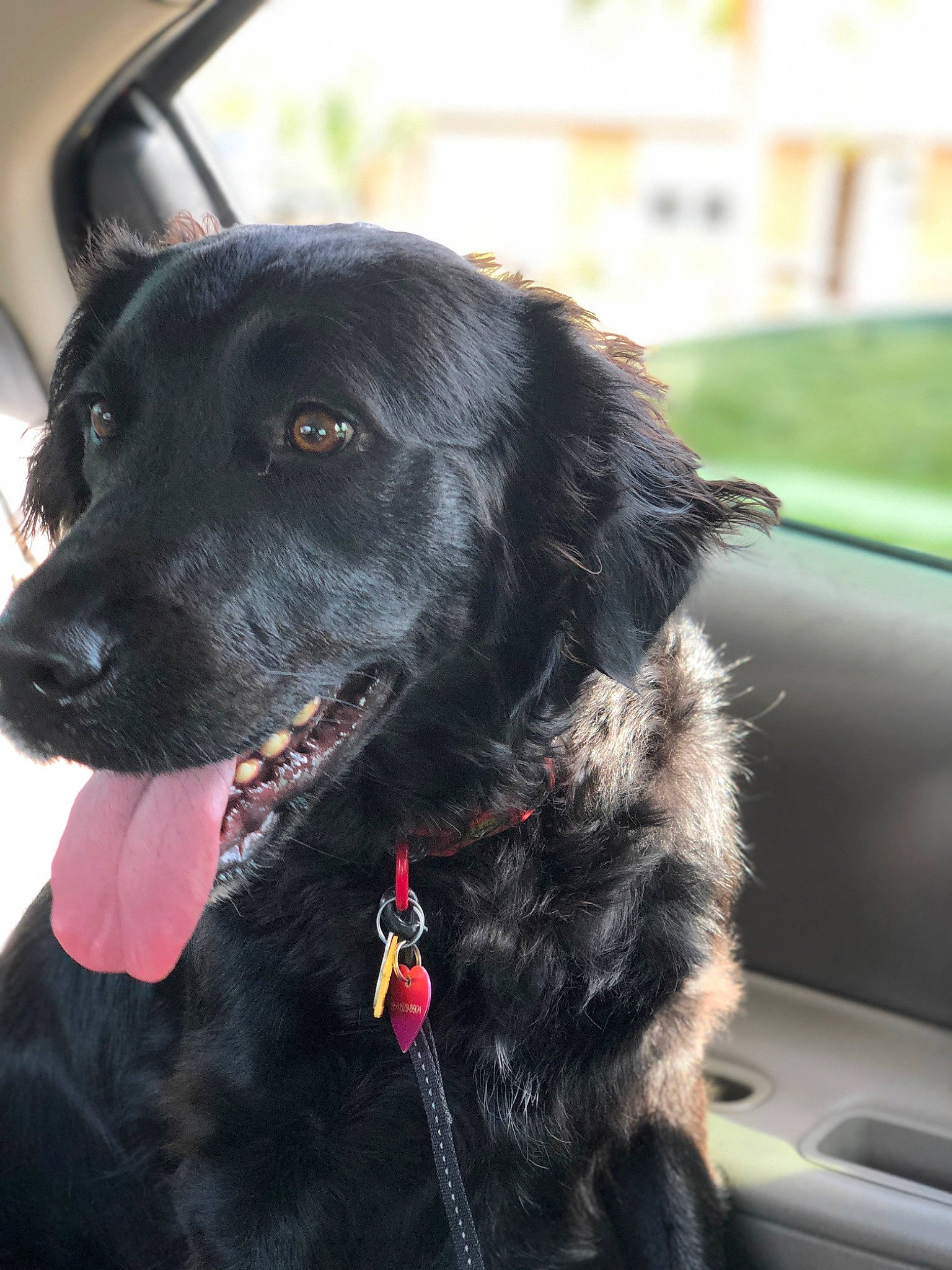Riley joined the competition — help win amazing prizes! automotive_exterior, borador, car, carnivore, collar, companion_dog, dog, dog_breed, dog_collar, door, fur, gun_dog, plant, snout, sporting_group, vehicle, vehicle_door, whiskers, window, windshield