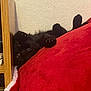 cat, black_cat, paws, furniture, cushion, red_cushion, cozy, indoor, wall, wooden_shelf, relaxing, pet, animal, cute, playful, furry, resting, home, peek, nap