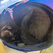 Binx is registered to the contest to win money with this photo: cat, black_cat, sleeping, curled_up, hat, blue_hat, collar, pink_collar, feline, pet, indoor, cozy, resting, fur, animal, domestic_animal, close_up, soft, quiet, peaceful