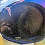 cat, black_cat, sleeping, curled_up, hat, blue_hat, collar, pink_collar, feline, pet, indoor, cozy, resting, fur, animal, domestic_animal, close_up, soft, quiet, peaceful