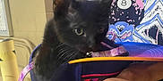 Binx is registered to the contest to win money with this photo: black_kitten, cat, bag, person, hands, tshirt, graphic_tshirt, urban, brick_wall, night, curious, pet, animal, indoor, closeup, purple, colorful, fashion, holding, young_cat