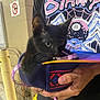 black_kitten, cat, bag, person, hands, tshirt, graphic_tshirt, urban, brick_wall, night, curious, pet, animal, indoor, closeup, purple, colorful, fashion, holding, young_cat